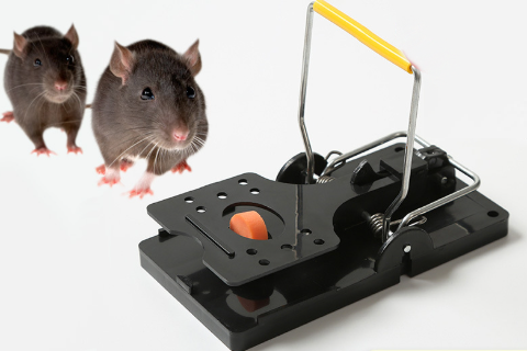 Haierc Launches Eco-Friendly Reusable Mousetrap: A Sustainable Pest Control Solution